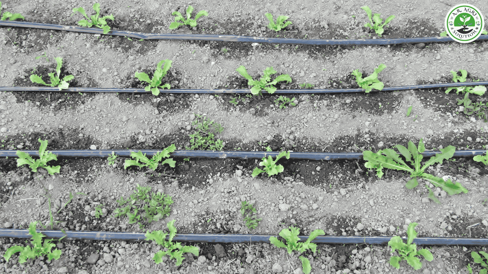 Drip Irrigation